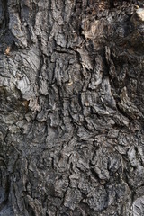 Tree bark texture