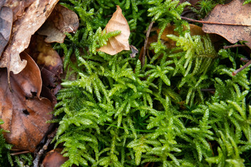 Neat Feathermoss in Winter