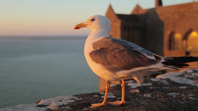 Portrait shot of the beautiful gull on the medieval stone wall against the seascape with bokeh effect. Adult Herring Gull with white, gray and black feathers looks curious while patrolling seaside