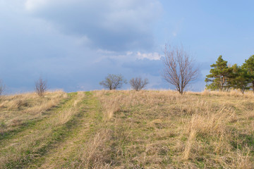 tree in a field