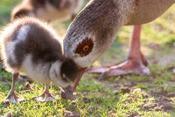 Nilgansmutter und Nilgansküken beim gemeinsamen Frühstück im Park mit schönem Gegenlicht