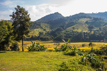 Rice terraces in Thailand