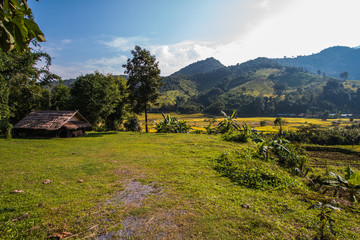 Rice terraces in Thailand