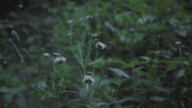SLOW MOTION: close up shot on a bee that's pollinating right next to Mango Waterfall in Adjuntas, Puerto Rico.