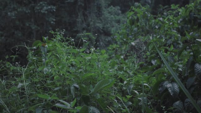 SLOW MOTION: watching butterflies in the shrubbery right next to Mango Waterfall in Adjuntas, Puerto Rico.