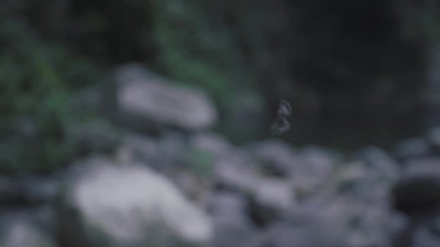 SLOW MOTION: a spider handing from an invisible web in the middle of the magical scenery known as Mango Waterfall in Adjuntas, Puerto Rico.