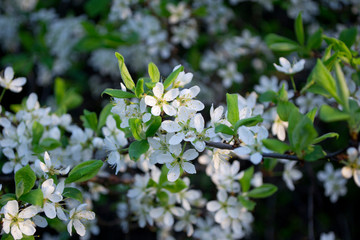 white flowers of a tree