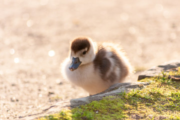 Süßes niedliches kleines Nilgansküken auf der Suche nach Futter und seiner Mutter