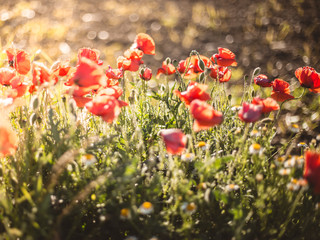 Obraz premium poppies at sunset a summer day
