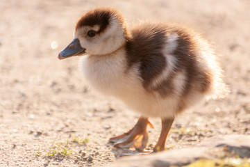 S&uuml;&szlig;es niedliches kleines Nilgansk&uuml;ken auf der Suche nach Futter und seiner Mutter