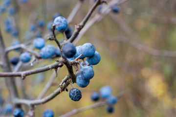 blackthorn, berries, autumn