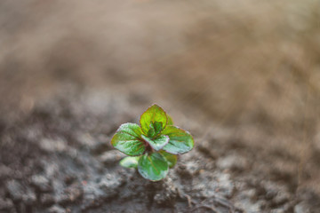 sprout germinating from the ground taken on manual optics. Selective focus.