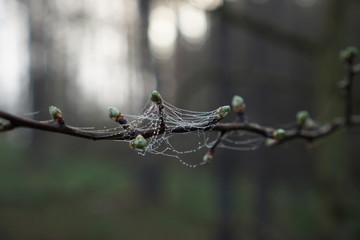 branch with spider web