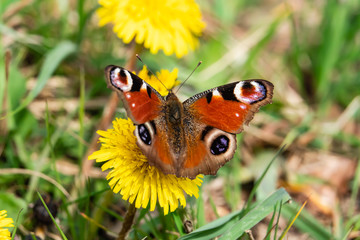 Peacock Butterfly on Dandelion Flower in Springtime