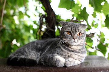 Big grey british cat outdoor.