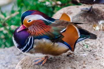 mandarin duck (Aix galericulata) male sitting on one leg looking to the left