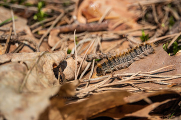 Pine Processionary Caterpillar in Springtime