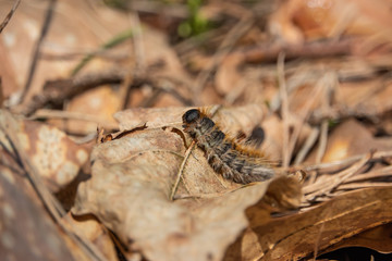 Pine Processionary Caterpillar in Springtime