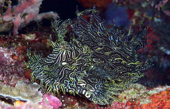 Incredible Underwater World - Lacy scorpionfish - Rhinopias aphanes. Papua New Guinea, Milne Bay.