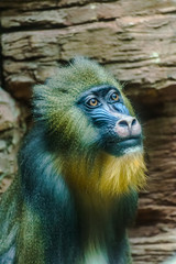 Mandrill face (Mandrillus sphinx) looking to the right very expressive with rocks background