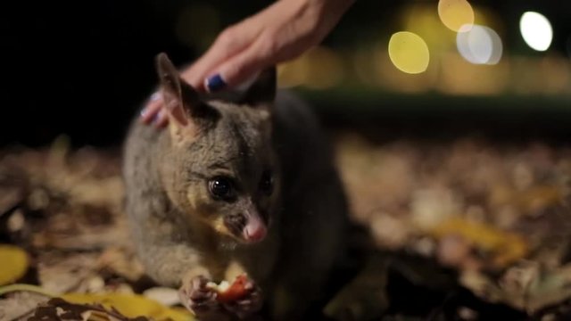 A brushtail possum feeds on a piece of fruit on the leaf litter in a Sydney park at night while a hand strokes its small head. Warm bokeh lights float behind it in a tender nocturnal scene.