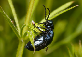 Gnats bite a big black beetle sitting on a plant 