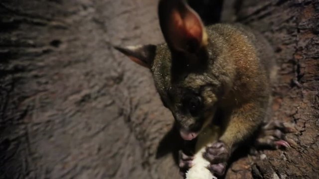 A brushtail possum leans over a pale scrap of food on a dark tree trunk at night while the lamplight glows through its thin ears. A quiet and curious nocturnal scene from a Sydney park.
