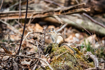 Siberian Chipmunk in Springtime