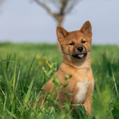 Puppy Shiba Inu Playing