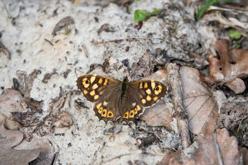 Speckled Wood Butterfly in Springtime