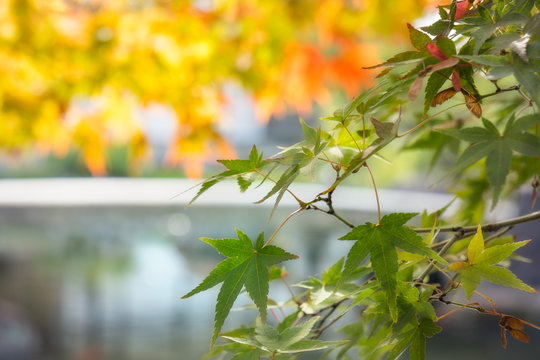 Green maple leaves on a blurred background of water lake and autumn foliage at Koko-en Garden in Himeji, Japan.