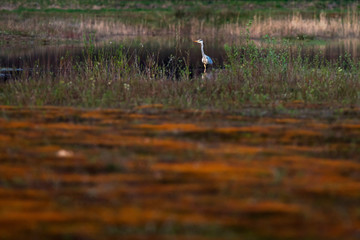 Grey heron in little lake in nature reserve.