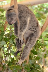 Sleeping Koala