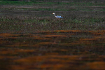 Grey heron in field in nature reserve.