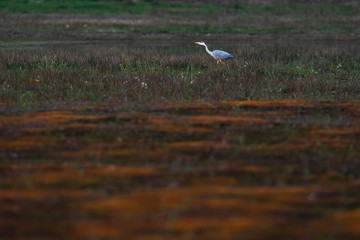 Grey heron in field in nature reserve.