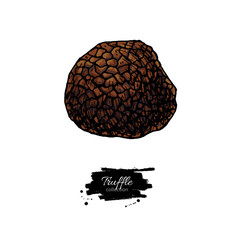 Truffle mushroom hand drawn vector illustration set. Sketch food drawing