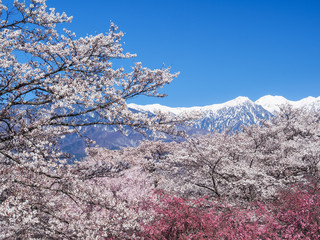 中央アルプスと桜