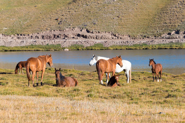 Osh, Kyrgyzstan - Aug 20 2018: Horses on the side of Tulpar Kol Lake in Alay Valley, Osh, Kyrgyzstan. Pamir mountains in Kyrgyzstan.