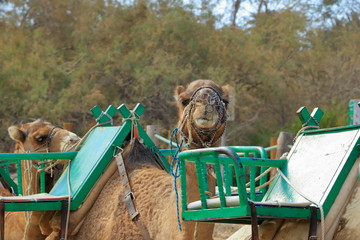 Camels in Maspalomas on Gran Canaria