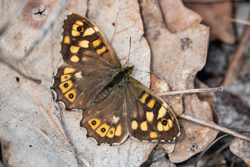 Speckled Wood Butterfly in Springtime