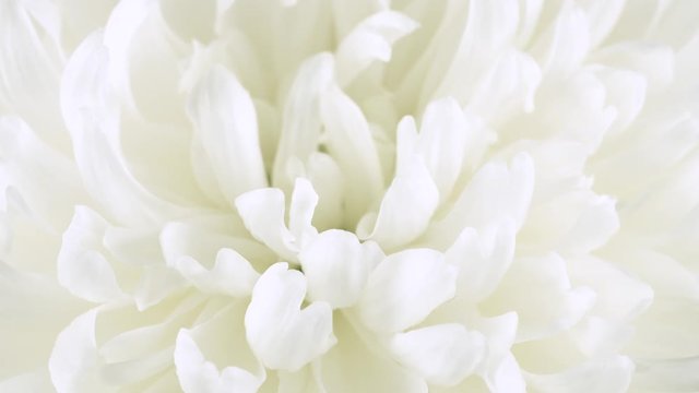 White flower on a black background, creative zoom from closeup to macro