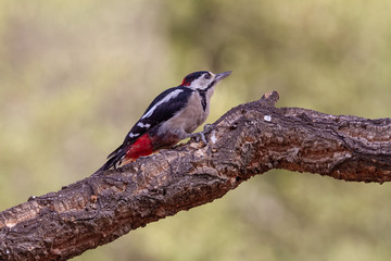 Great Spotted Woodpecker in the forest