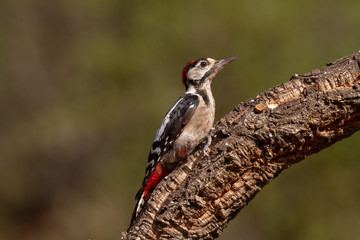 Great Spotted Woodpecker in the forest