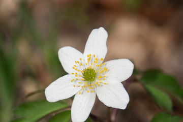 Wood Anemone Flower in Bloom in Springtime