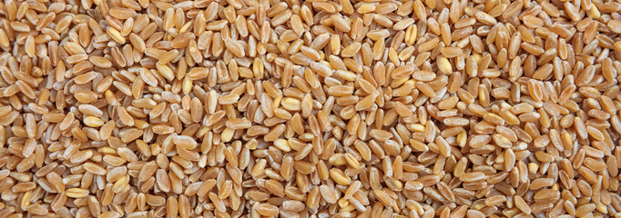 Raw wheat seeds full frame background, banner