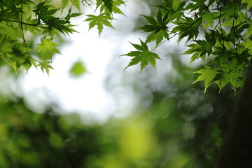新緑の風景