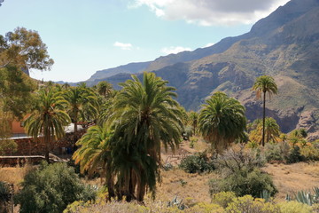 Fototapeta na wymiar Palmtrees growing in Gran Canaria in Spain