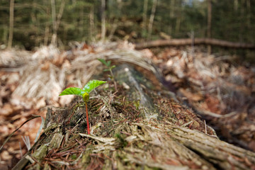 Circle of life: seedling of tree growing on the rotting stem of a dead tree