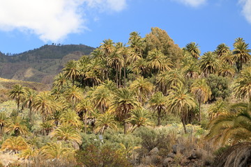 Palmtrees growing in Gran Canaria in Spain