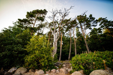 a huge old tree standing proudly on the shore of the Gulf of Finland surrounded by young pines and...